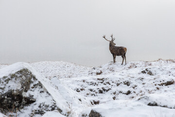 Deer in snowy landscape