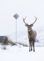 Naklejka na ściany i meble Deer on snowy road