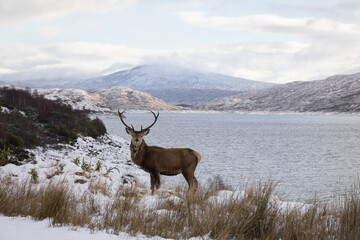 Deer in snowy mountains