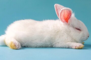 white rabbit on a blue background