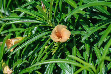 Blooming orange blossom of yellow oleander (Thevetia peruviana). Toxic plant.