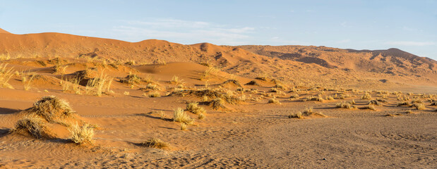 Fototapeta na wymiar sparse grass vegetation and red sand dune in Naukluft desert, near Sesriem, Namibia