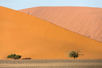 Fototapeta na wymiar trees at big dune foot with tourists climbing on its edge, Naukluft desert near Sossusvlei, Namibia