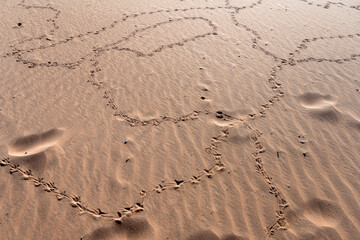 crow footprints on sand of dune slope , Naukluft desert, Deadlvei,  Namibia