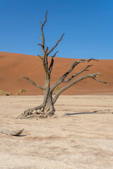 twisted dry tree at Deadlvei pan, Naukluft desert,  Namibia