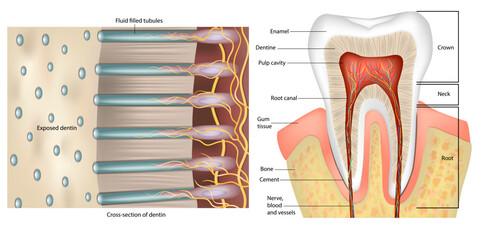 Tooth Anatomy. Cross-section of dentin. Anatomy and Histology. Dentinal tubules - obrazy, fototapety, plakaty