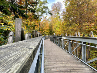 The treetop path with a wooden bridge through the treetops in the Teutoburg Forest in Bad Iburg in Germany in autumn