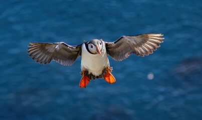 Atlantic puffin (Fratercula arctica), on the rock on the island of Runde (Norway). - 714640406