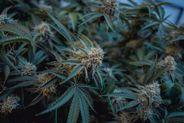 Naklejka na ściany i meble Premium cannabis plants in a greenhouse ready for harvest.