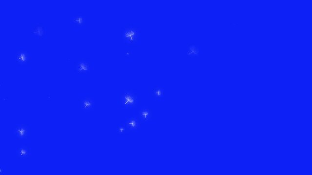 4K Dandelion Blue Screen Effect - High Quality, Realistic, Animated