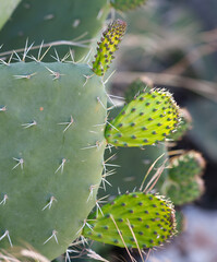 Cactus opuntia (prickly pear) - 714643875