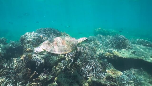 Underwater a green sea turtle moving over a coral reef in the Pacific ocean, natural scene,New Caledonia, Oceania, 59.94fps