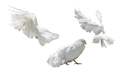 isolated three peacock pure white doves