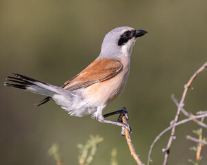 red-backed shrike on thornbush branch