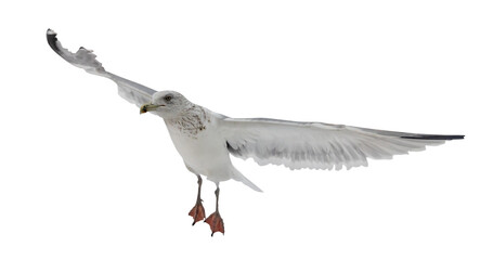 isolated on white European herring gull in free flight