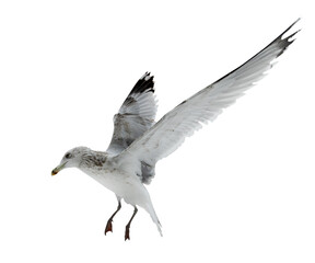 isolated on white herring gull in free flight