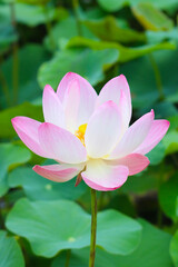 Fototapeta premium Pink white lotus flower blooming in pond with green leaves. Lotus lake, beautiful nature background.