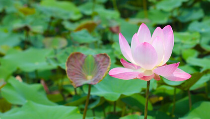 Pink white lotus flower blooming in pond with green leaves. Lotus lake, beautiful nature background.