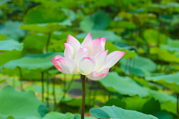 Fototapeta premium Pink white lotus flower blooming in pond with green leaves. Lotus lake, beautiful nature background.