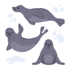 Cute seal in various poses set. Vector flat illustration on white background.
