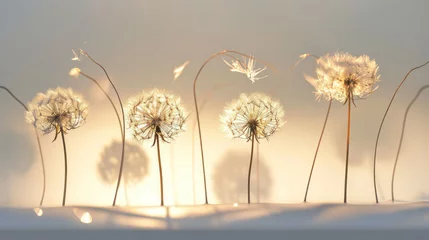 Fotobehang  a group of dandelions blowing in the wind on a sunny day with the sun shining through the leaves and the shadow of the dandelions on the wall. © Olga