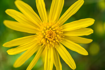 A close-up of a yellow chrysanthemum