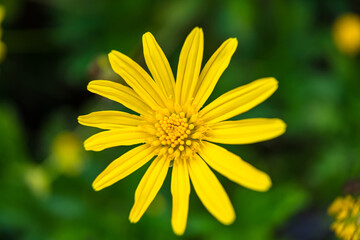 A close-up of a yellow chrysanthemum