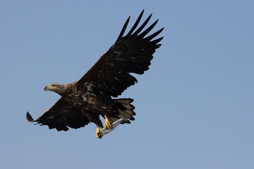 Seeadler