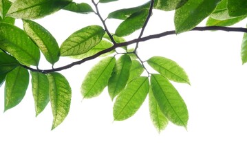 A Tropical tree with leaves branches and sunlight, on white isolated background for green foliage backdrop 