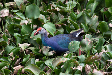 Purple Swamphen in a marshland - close up shot