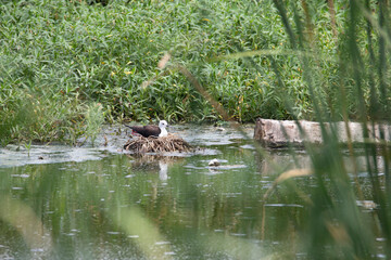 Black-winged stilt sitting in its nest