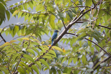 Verditer flycatcher perched on a tree branch - small blue bird