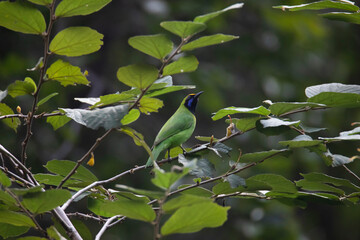 Leaf bird perched on a branch in a plant - Green color bird