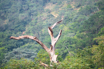 Dead tree in a mountain range - scenery