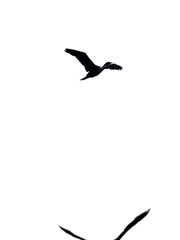 Hoch fliegende Kormoran Vogel Silhouette in schwarz weiß. Abstraktes Hochformat Banner full hd.