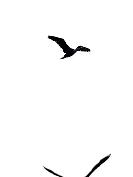 Hoch fliegende Kormoran Vogel Silhouette in schwarz wei&szlig;. Abstraktes Hochformat Banner full hd.