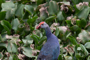 Purple Swamphen in a marshland - close up shot