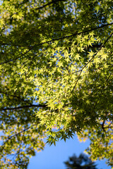 金沢を代表する観光地・兼六園