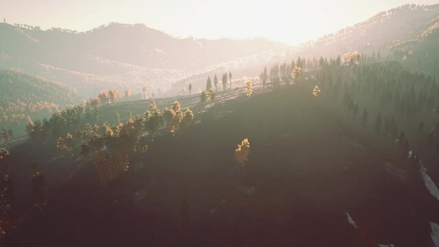Yellow and green trees in autumn forest