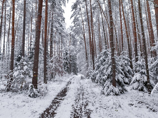 Snowy forest and footpath in winter, Poland.