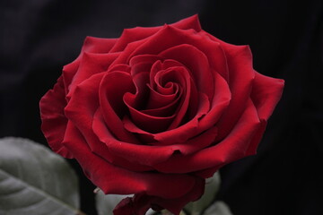 red rose on black background
