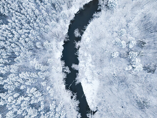 Brda river and white forest with rime in winter. - obrazy, fototapety, plakaty