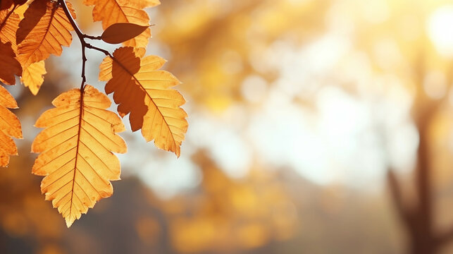 autumn leaves on the tree high definition photographic creative image