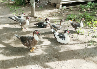 Domestic Muscovy duck
Birds