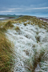 Beautiful Winter landscape of rare frozen frsoty grass on sand dunes on Northumberland beach in Northern England