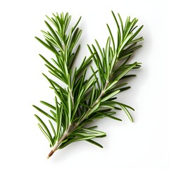 rosemary isolated on white background with shadow. rosemary isolated. rosemary leaf. Salvia rosmarinus. aromatic herb of rosemary