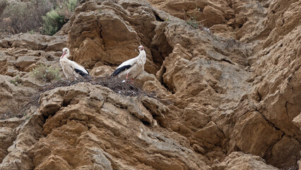 Two white storks Ciconia ciconia on a pile of rocks and a stork nest - obrazy, fototapety, plakaty