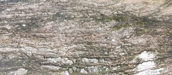 The texture of the bark of the tree trunk