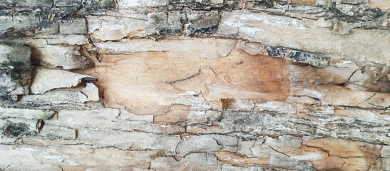 The texture of the bark of the tree trunk