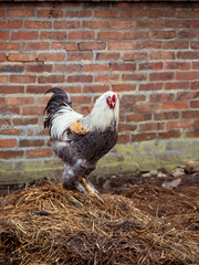 Gallo blanco y negro en una granja con fondo de una pared de ladrillos